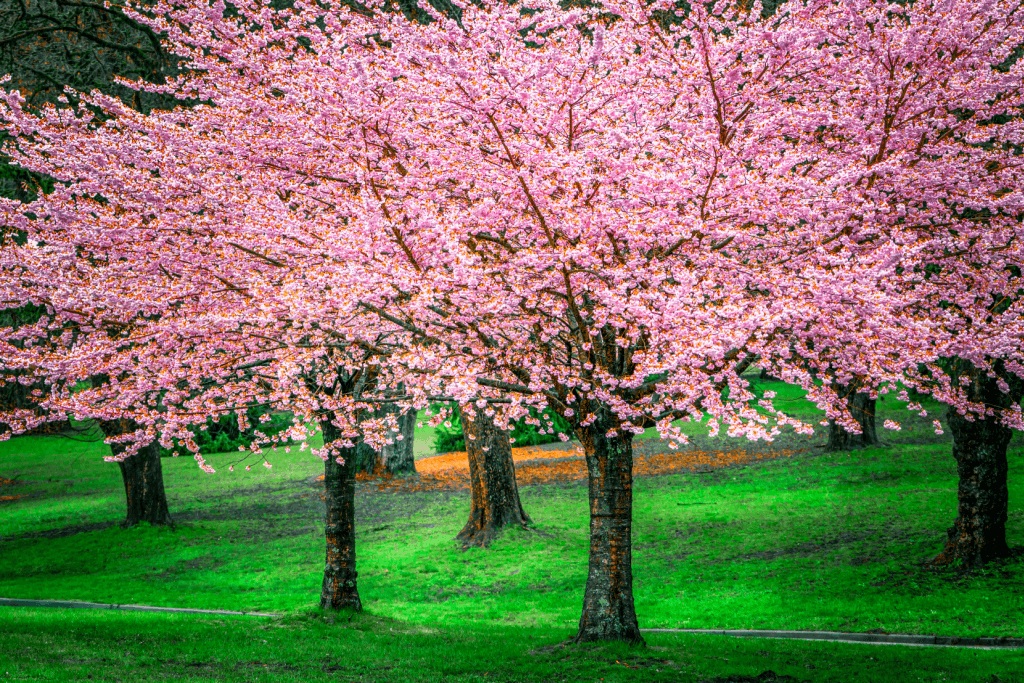 A couple of cherry blossom trees in a park with brilliant green grass.