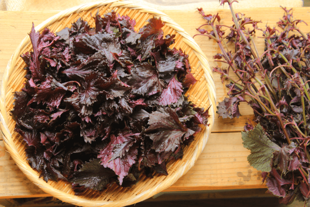 A plate of dried red perilla leaf.
