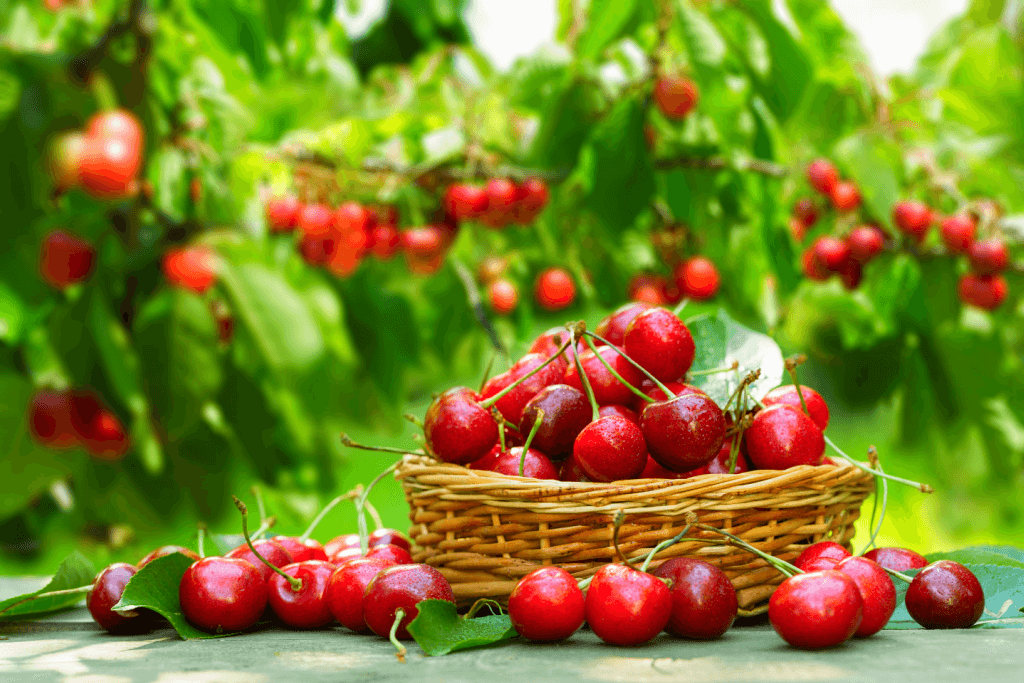 A bowl of red cherries in a green field. They are one of the most popular fruits in Japanese spring.