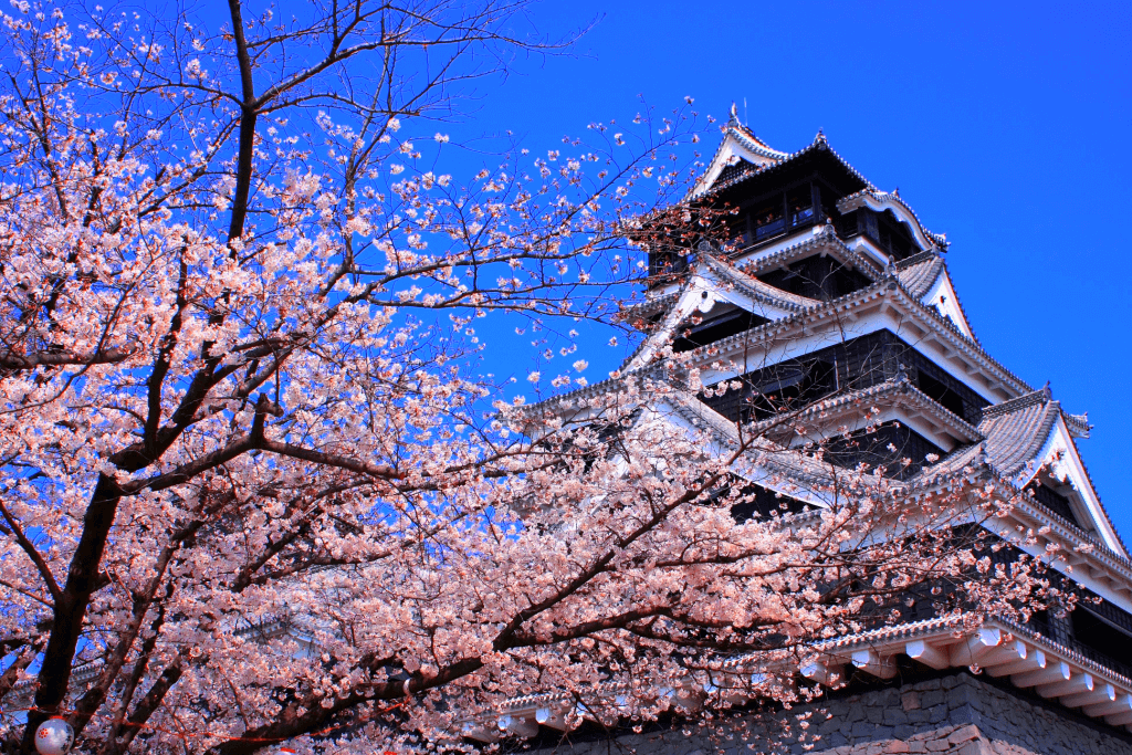 Kumamoto Castle near the cherry blossoms on a nice day.