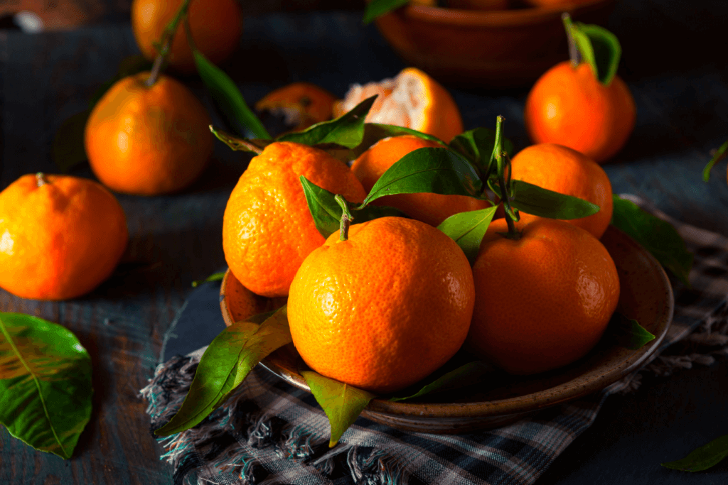 A bunch of mikan oranges with dark green leaves. They are one of the fruits in Japanese spring.