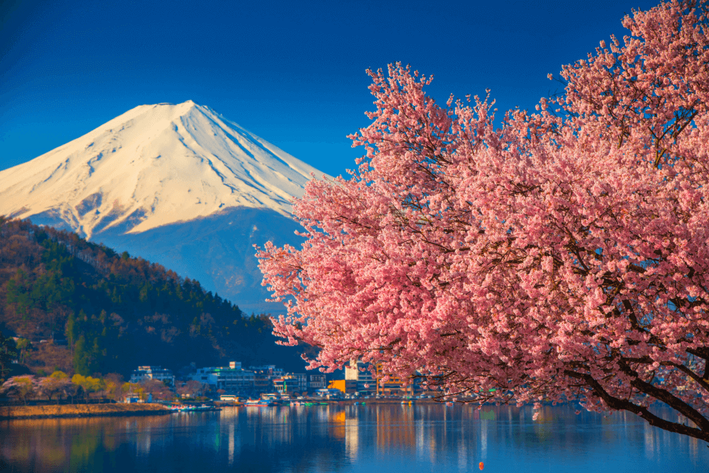 What is a lyric in poetry about cherry blossoms? It perfectly depicts this sakura tree blossom in the forefront of Mount Fuji.
