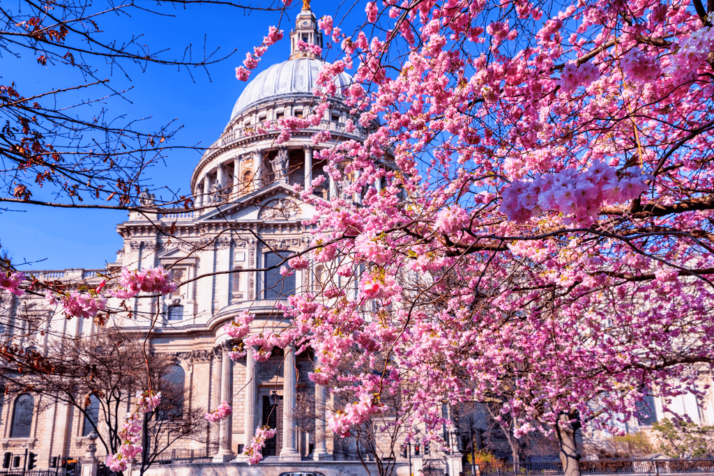 A building in London in the United Kingdom surrounded by cherry blossoms.