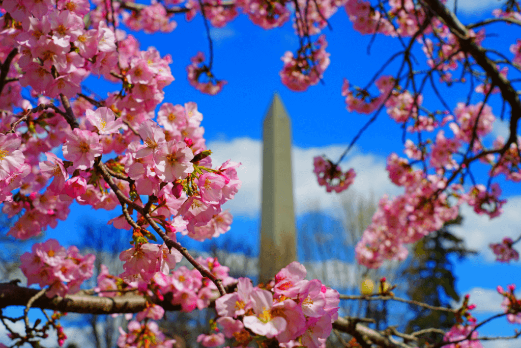 Cherry blossoms among the Washington Monument in Washington DC in the United States.