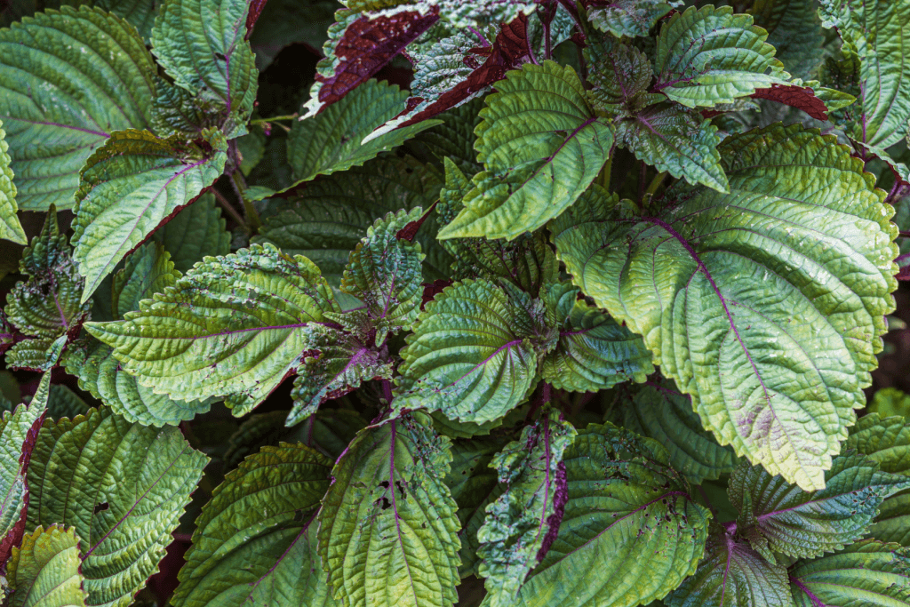 What is shiso, it is a bunch of dark green leaves.