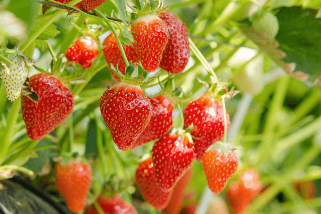 Strawberries are fruits in Japanese spring. They are red and triangular.