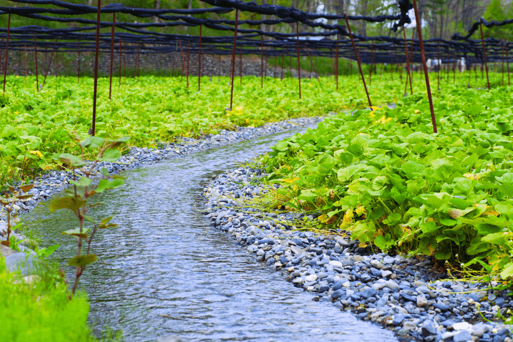 Japanese wasabi farm with a stream and stones.