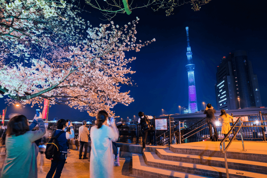 Night time cherry blossom in peak bloom at night near Asakusa.