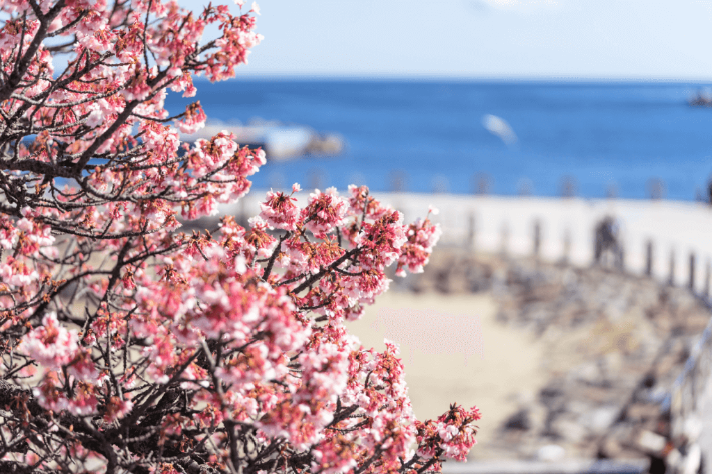 CHerry blossoms at Atami Sun Beach in Shizuoka.