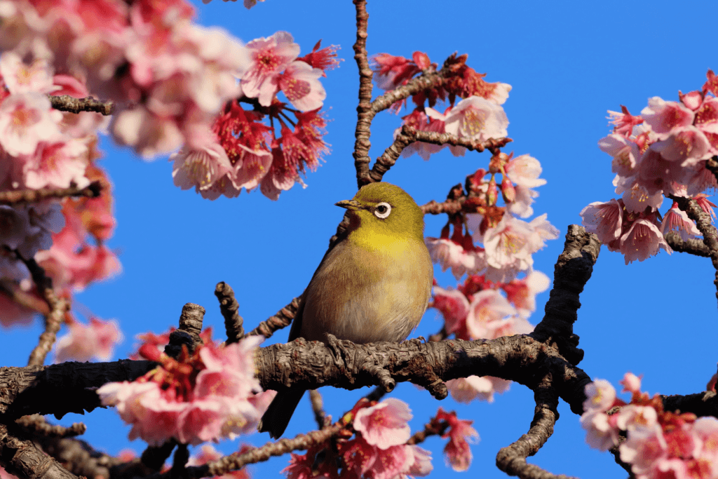 A bird in a sakura tree in Atami.