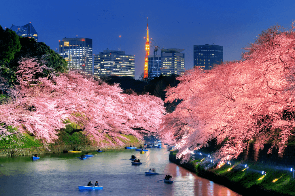 Chidorigafuchi Moat at night with the cherry blossoms.