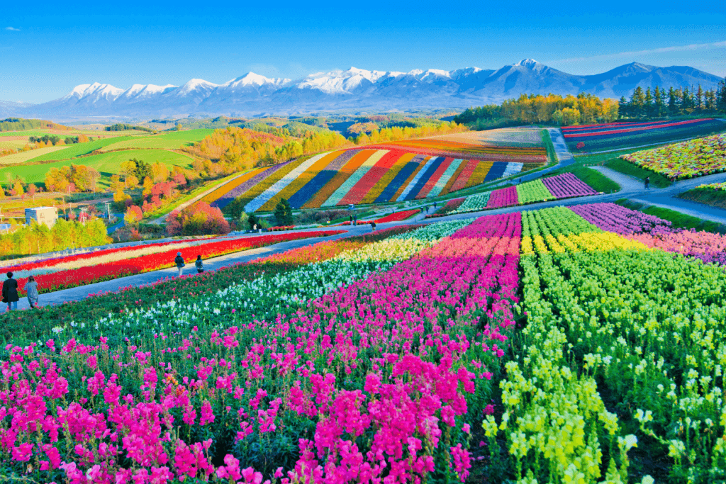 A vast flower field in Hokkaido during summer in Japan.