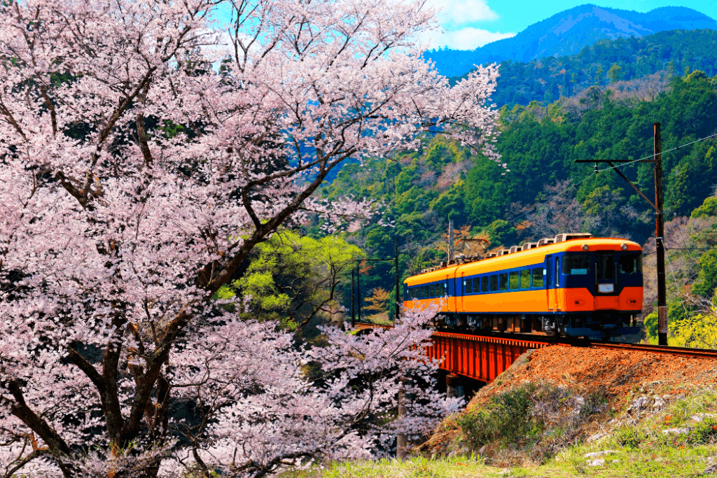 A black and red train on the Oigawa Railway coming through the Ieyama Sakura tunnel.
