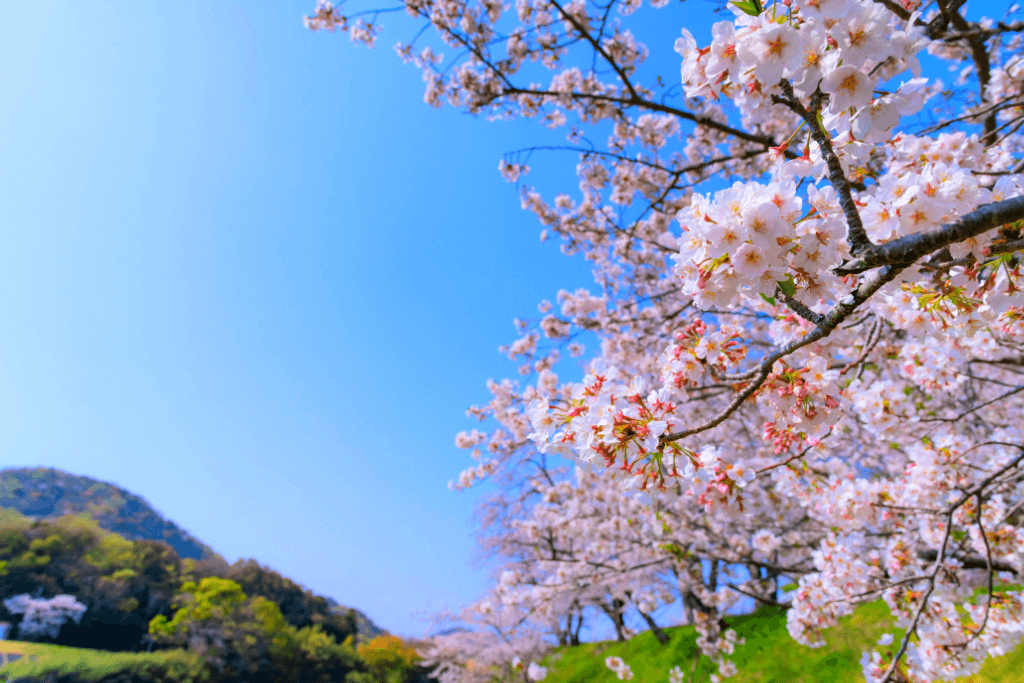Cherry blossom trees at Kanogawa Sakura Park.
