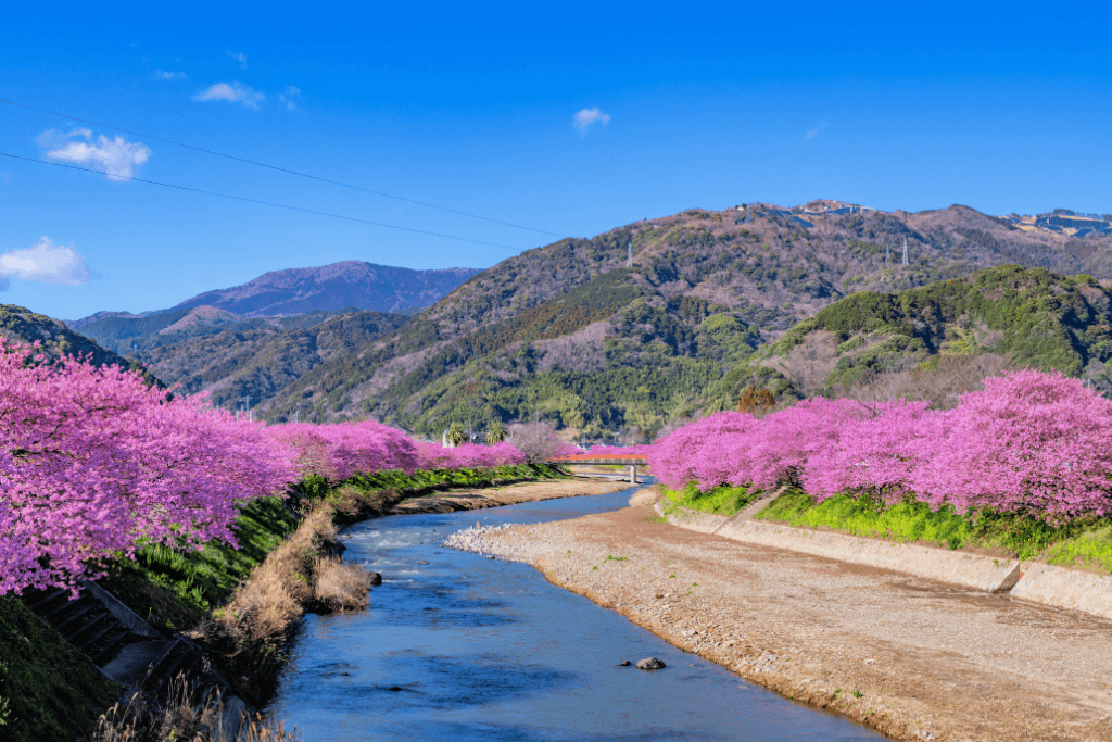 Kawazu River in the daytime, with cheryr blossom trees on its embankment.