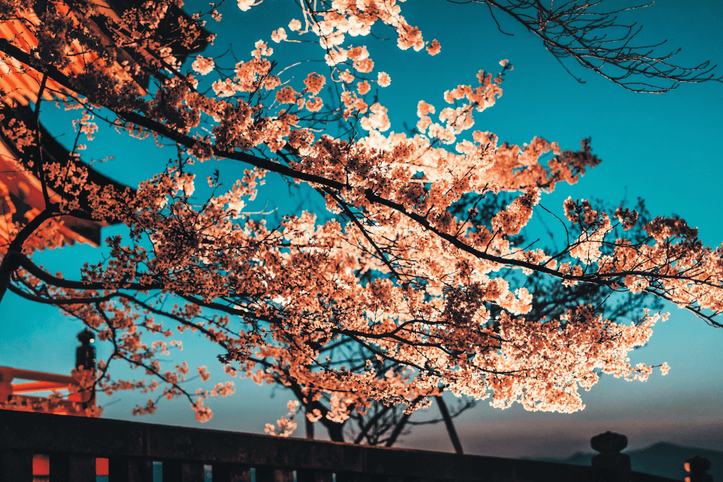 Cherry blossoms in peak bloom at night near Kiyomizu Temple in Kyoto.