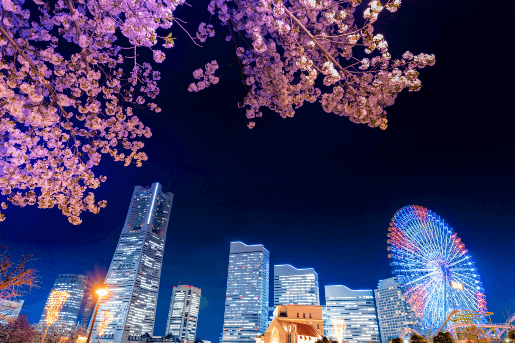 The cherry blossom in peak bloom at night in Minato Mirai in Yokohama.
