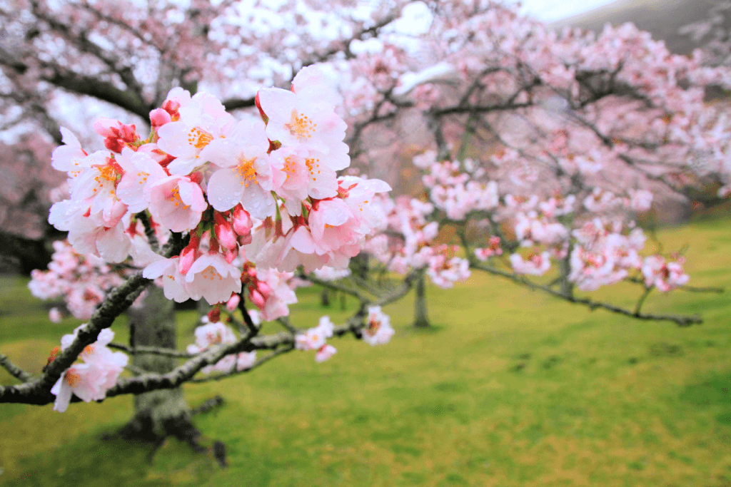 Cherry blossom flowers near in Sakura no Sato in Shizuoka.
