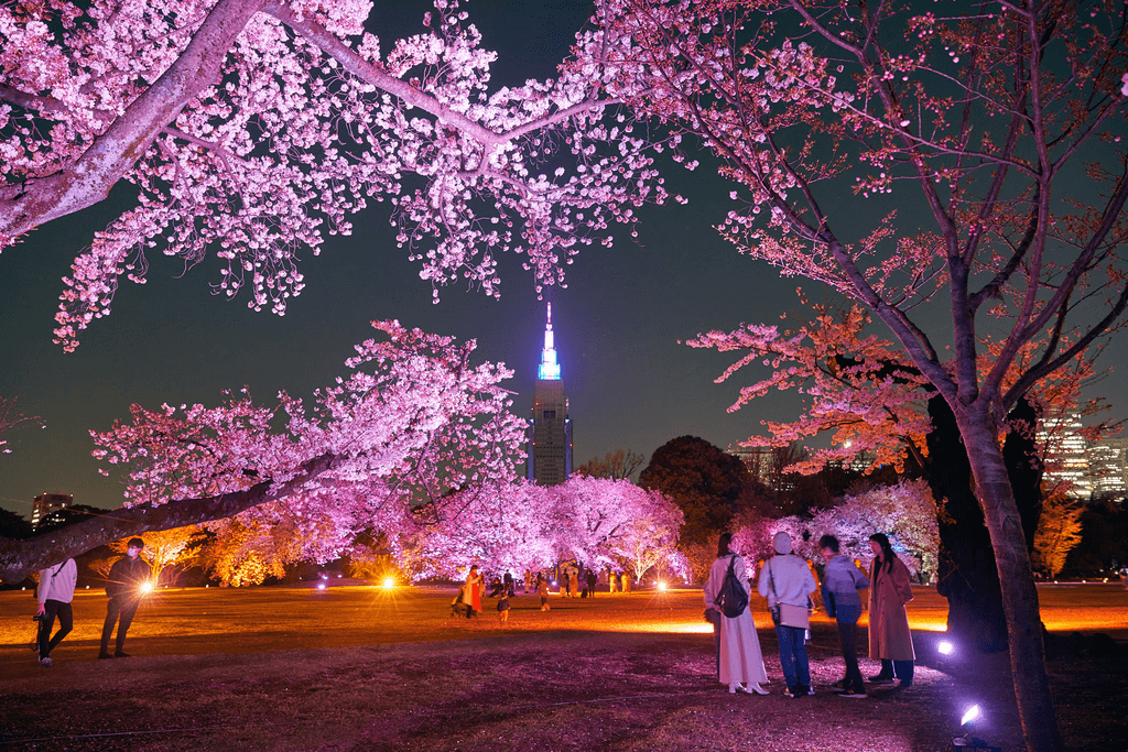 Shinjuku Gyoen at night featuring yozakura with the cherry blossom in peak bloom.