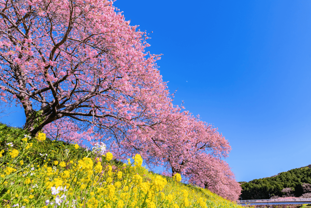 A cherry blossom tree on near Mt. Gotenyama in Shizuoka.