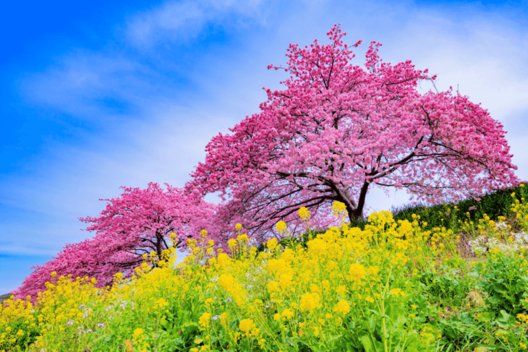 Shizuoka: The Best Sakura Viewing Spots - Sakuraco