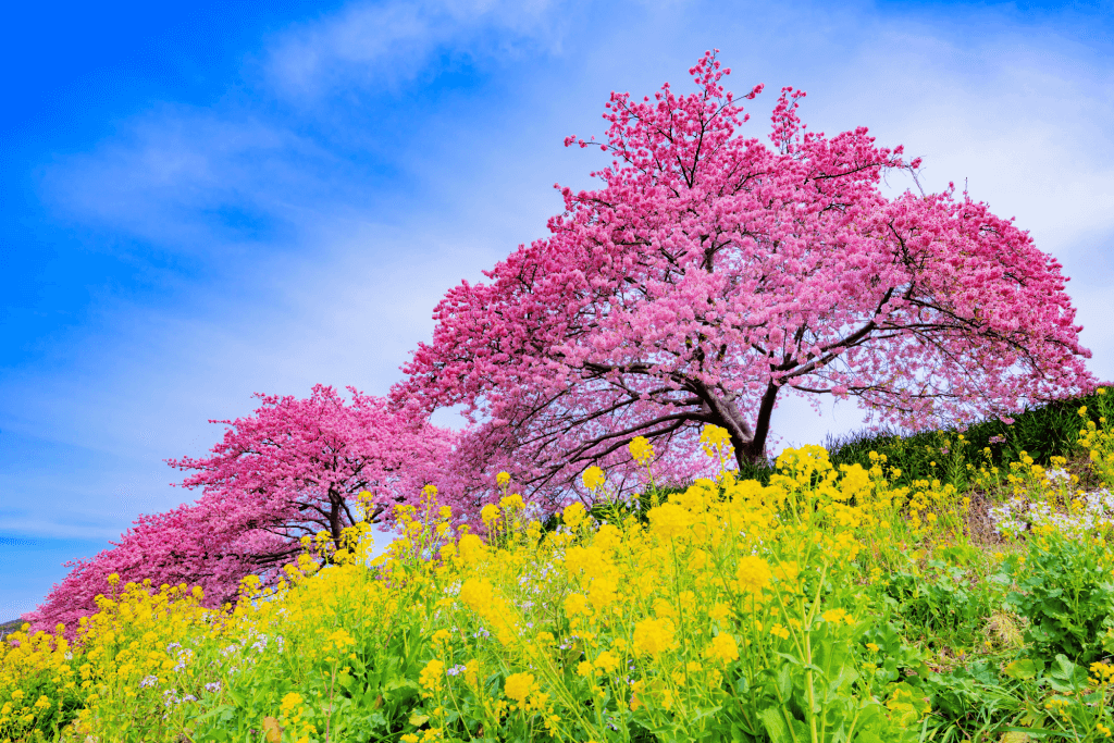 A brilliantly pink cherry blossom tree on a hill in Shizuoka.