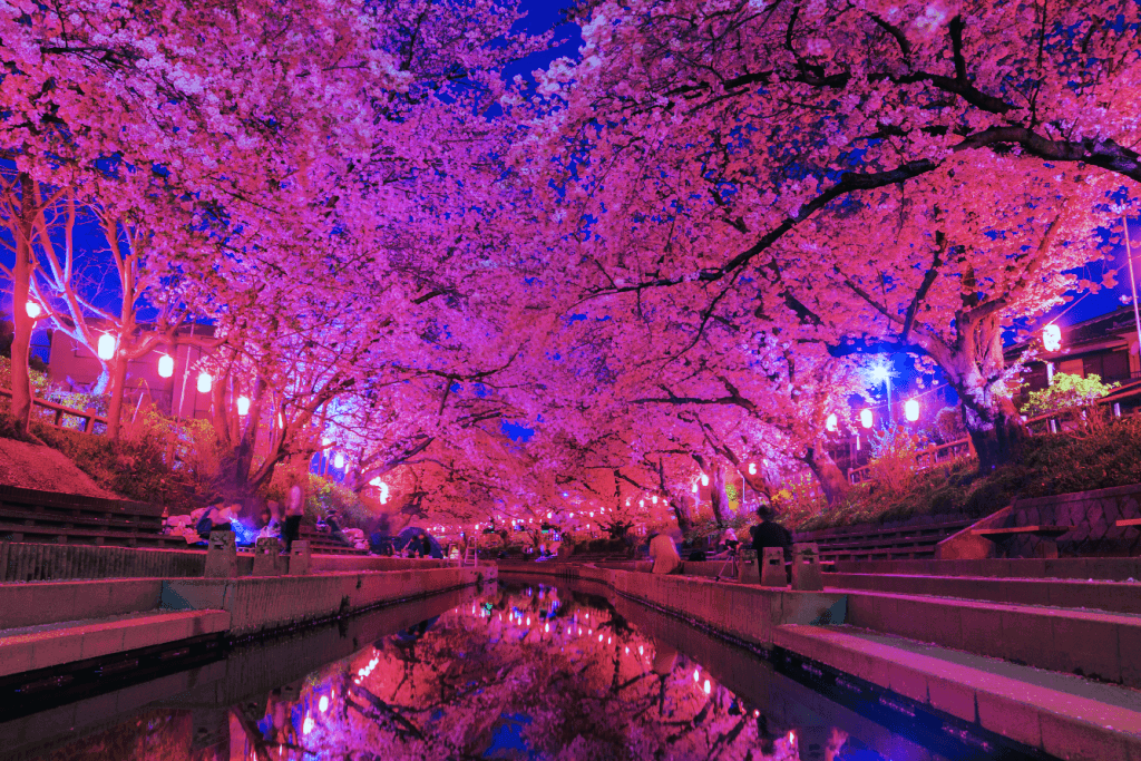Meguro River during a yozakura celebration, featuring the cherry blossom in peak bloom at night.