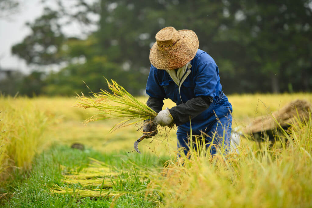 A farmer clearing the fields.