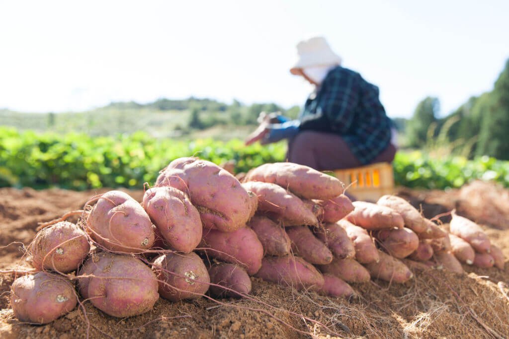 a farmer harvesting Japanese sweet potatoes