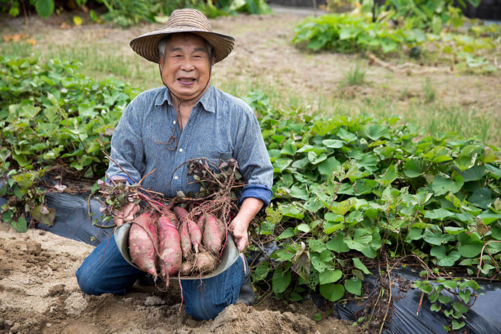 Japanese sweet potato harvest in home vegetable garden, farmer, senior Japanese man
