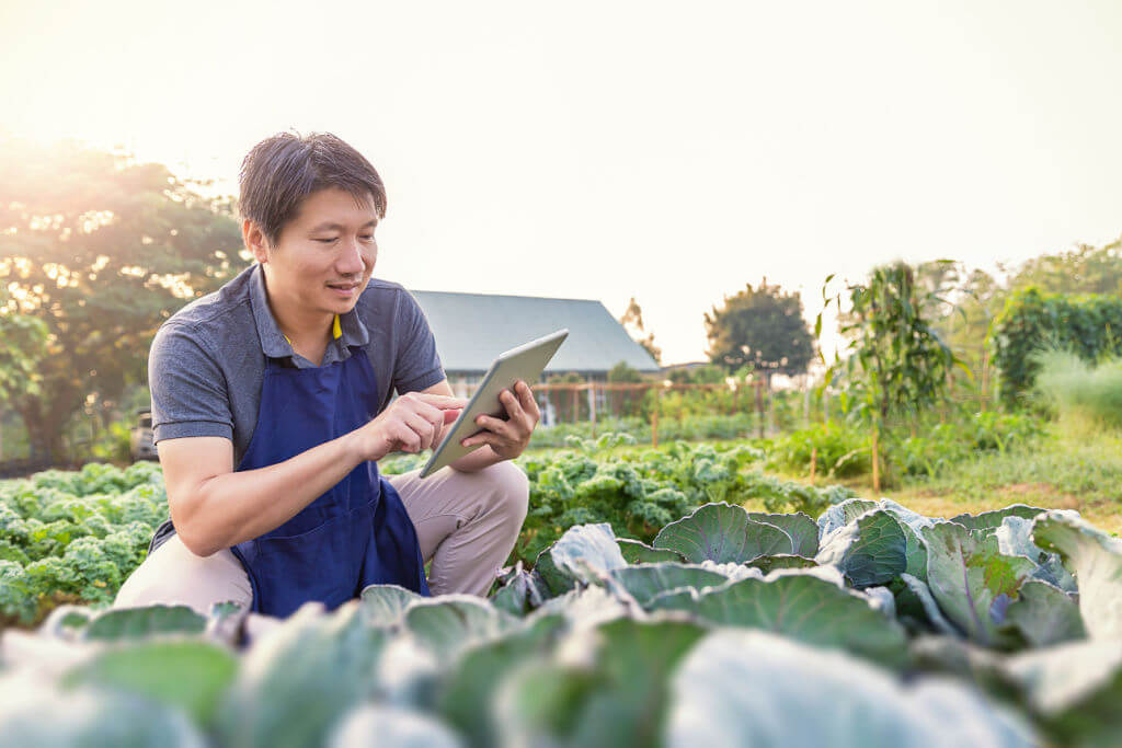 man working with online tablet gardening cabbage farm