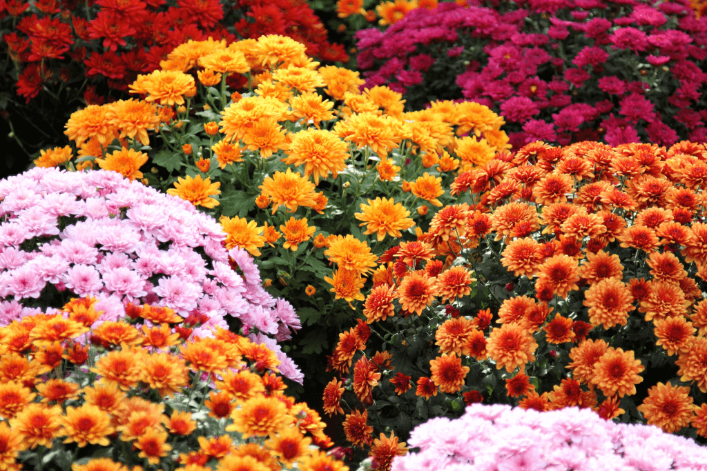 A bunch of chrysanthemum bushes in colors of pink, red, and orange.