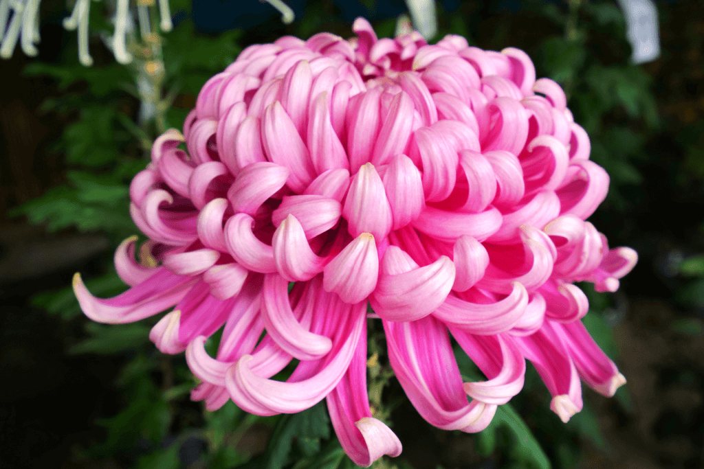 A large pink chrysanthemum.