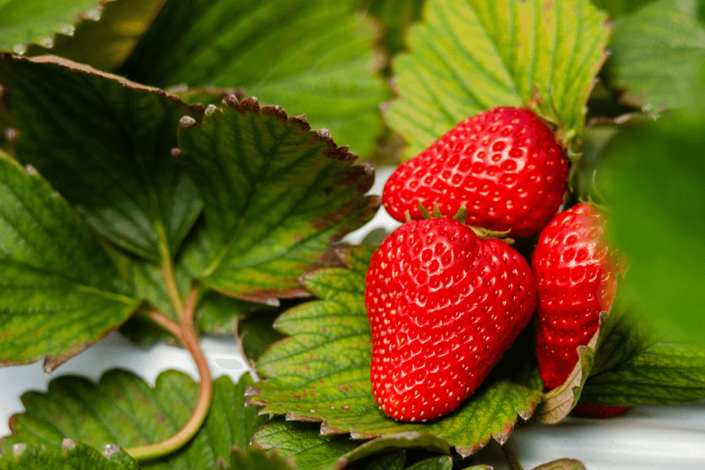 Large red Japanese strawberries against green leaves.