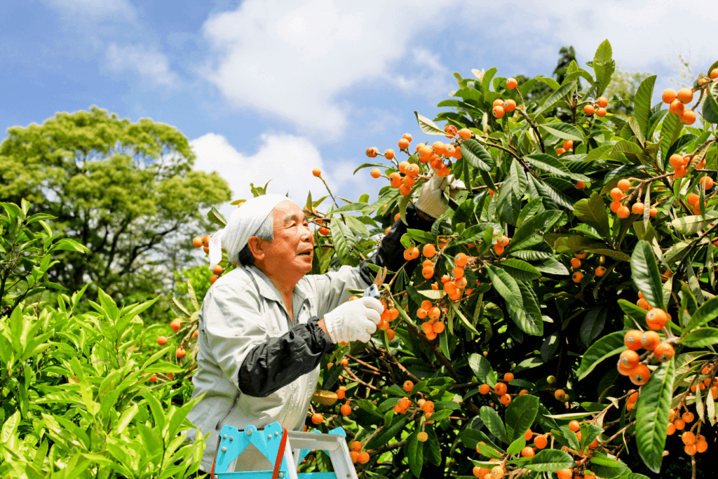 A farmer tending to oranges in a grove.