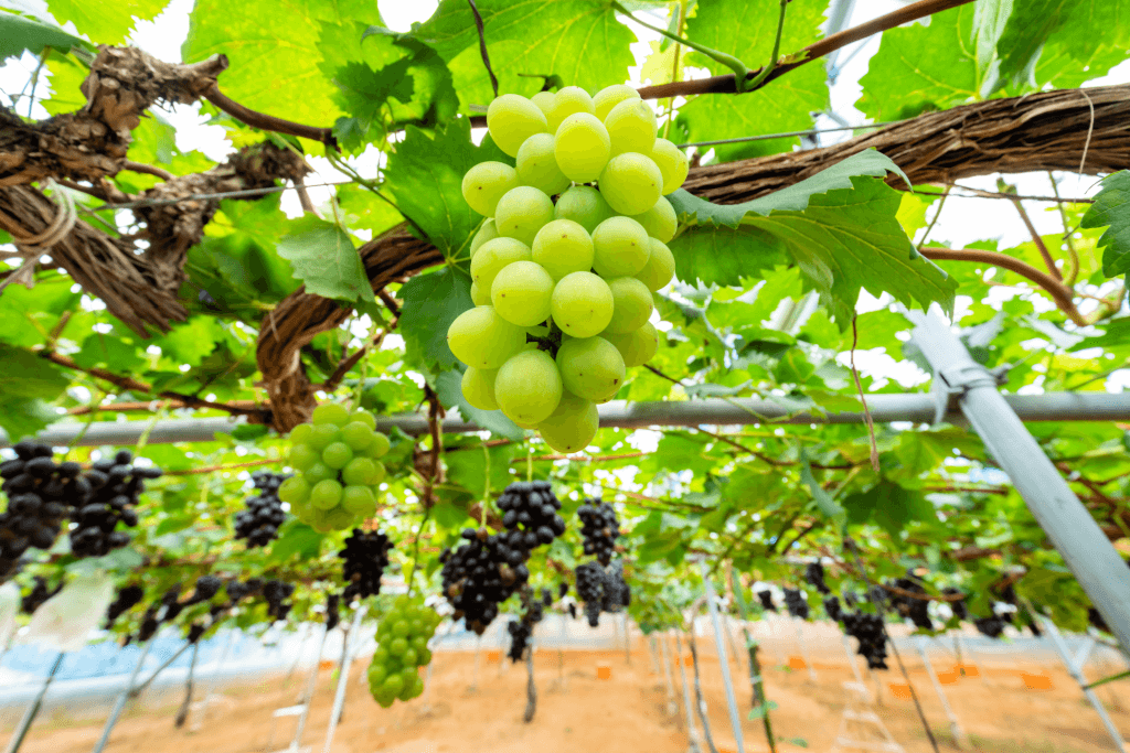 Green muscat grapes on a vine. Muscat grapes are some of the most popular fruits in Japan.