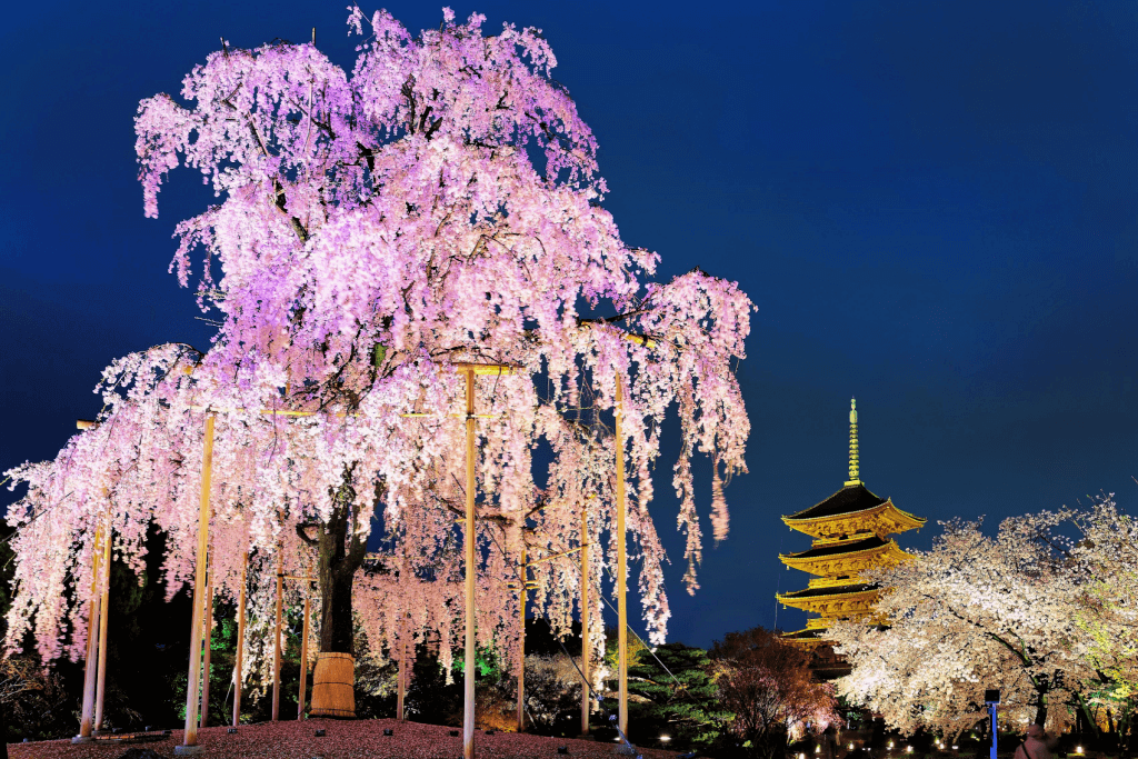 A moonlit sakura tree in Japan.