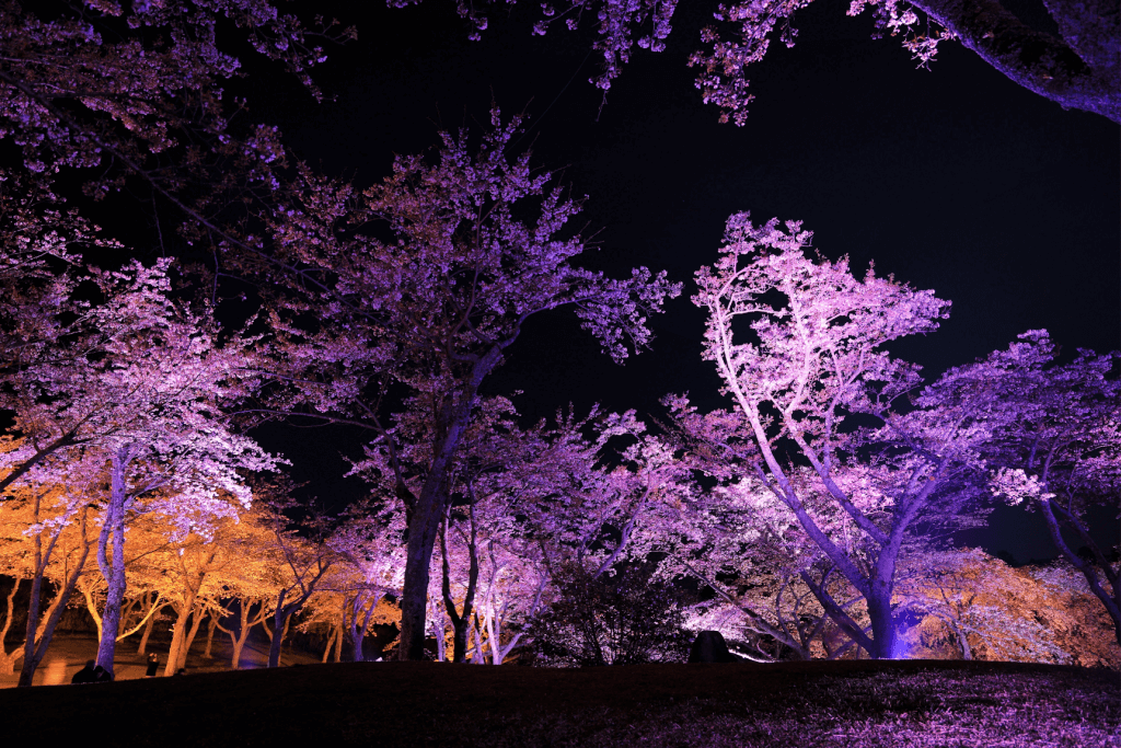 Moonlit sakura trees in Shizuoka.
