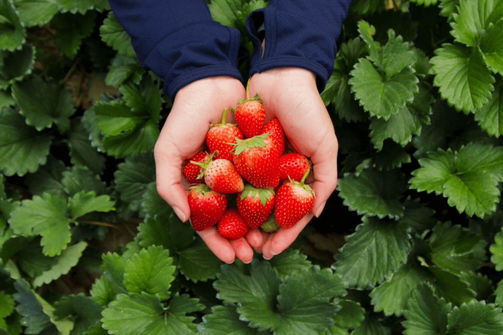 A pair of hands holding strawberries.