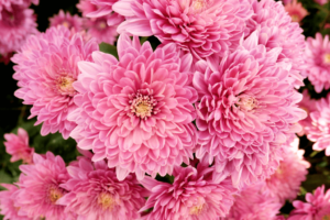 Chrysanthemum Symphony: Reveling in the Harmonious Dance of Nature’s ...