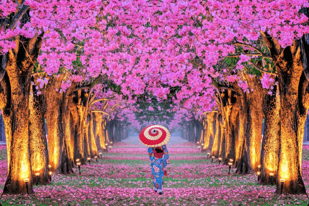 A woman walking along a path of the sakura tree blossom. She is wearing a blue kimono and holding a red and white parasol.
