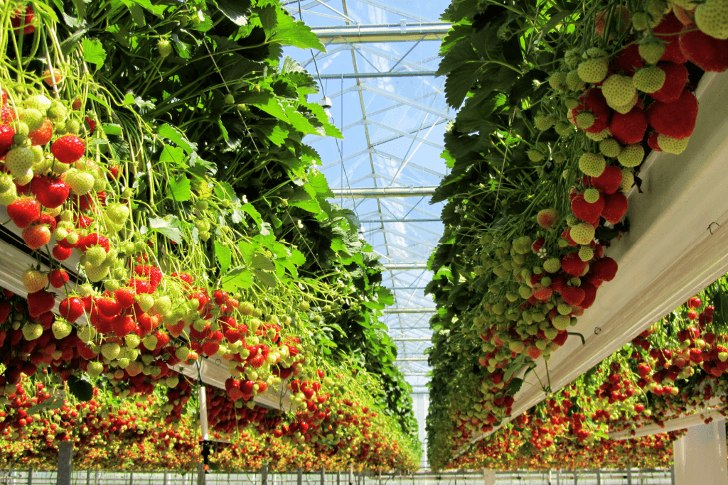 A bunch of strawberries in greenhouse trellising.