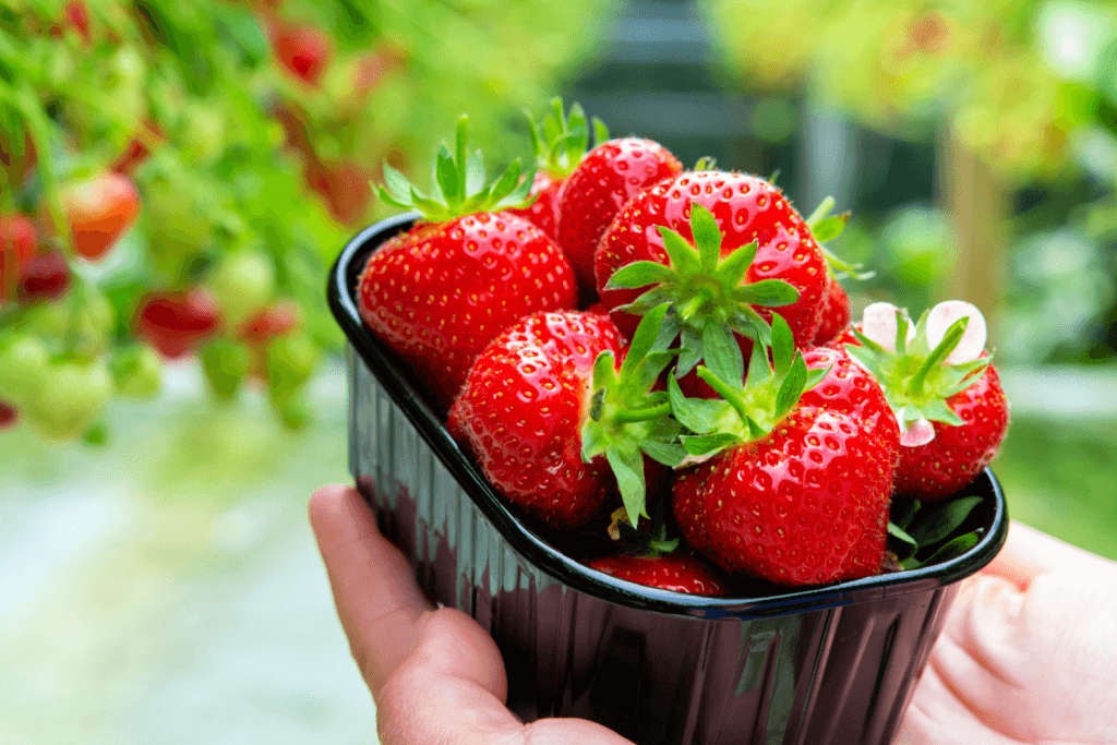 A bowl of strawberries in Japan, answering "are strawberries a fruit".