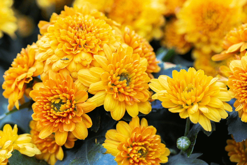 A bunch of yellow chrysanthemums.