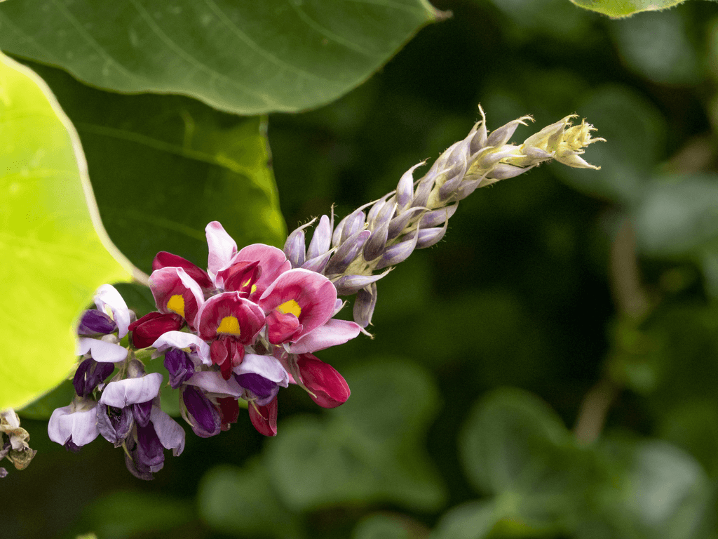 An arrowroot flower.