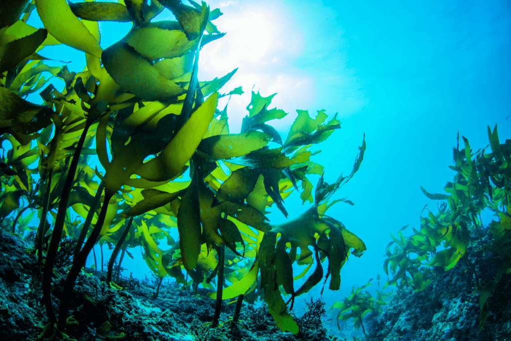 An underwater seaweed farm.