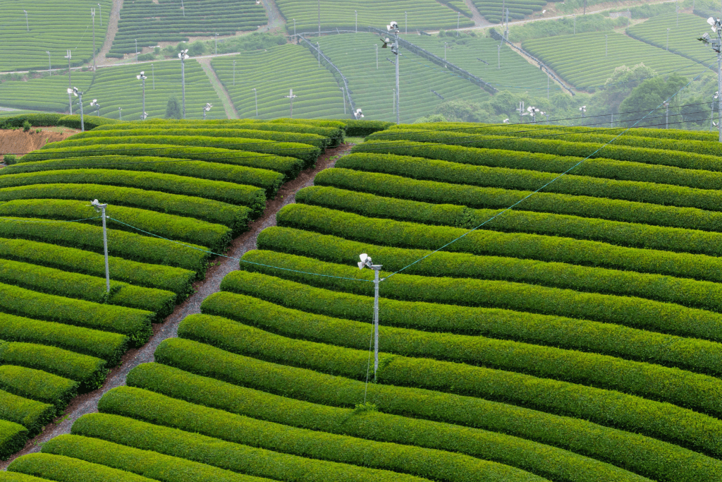 A Japanese green tea farm.