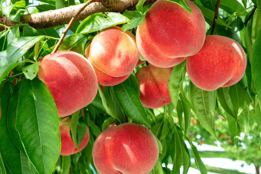 A bunch of summer peaches, a common ingredient in fruit mochi.