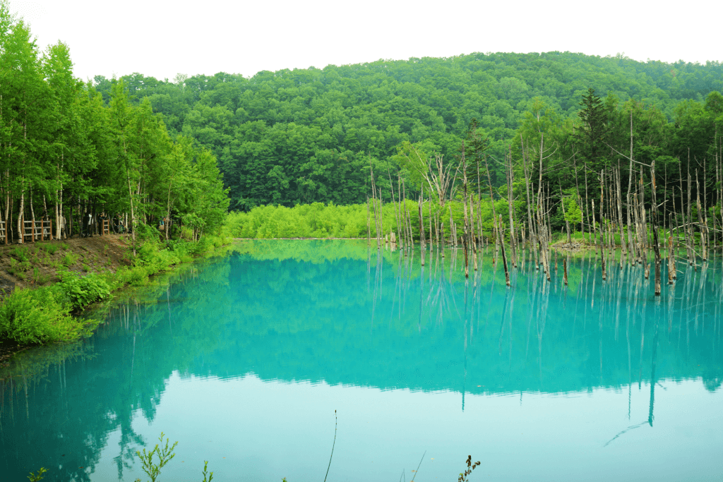 The blue lake at Biei, Hokkaido.