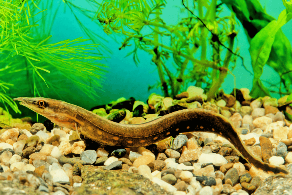 A freshwater eel swimming in water.